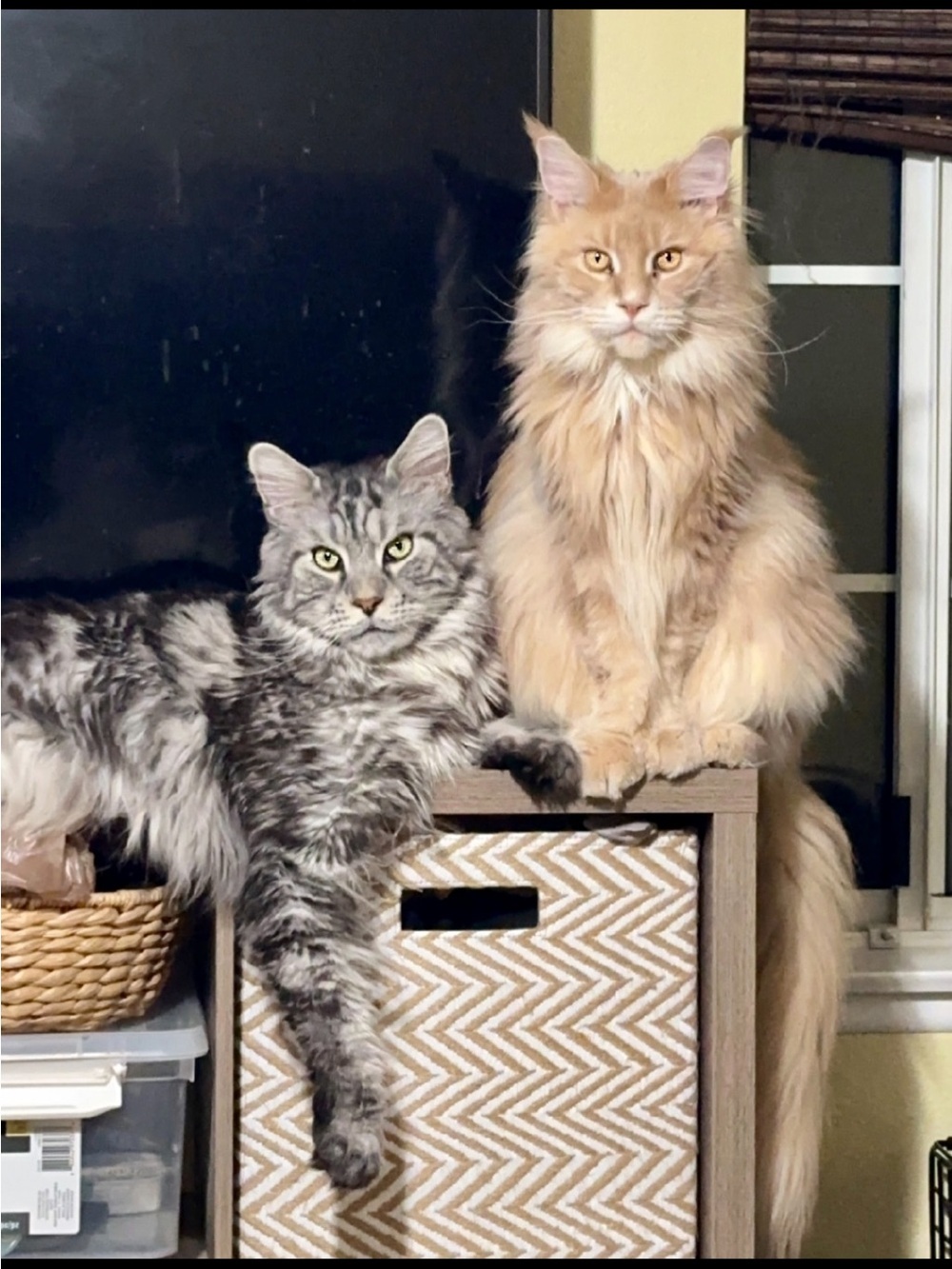 🐾 Welcome to MokenMy! 🐾 - Picture 3 of 5